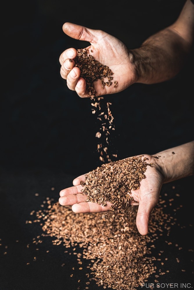 Agriculteur faisant s'écouler de la semence d'asclépiade entre ses mains
